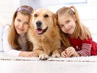 Pet Stain Removal | Garden Grove Carpet Cleaning