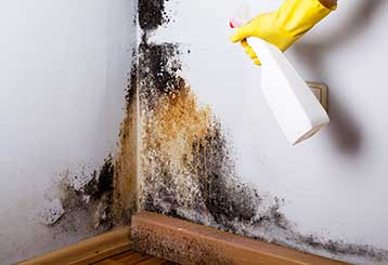 Right Mold Removal Company | Garden Grove Carpet Cleaning