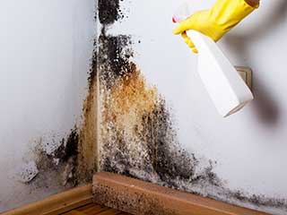 Right Mold Removal Company | Garden Grove Carpet Cleaning Company